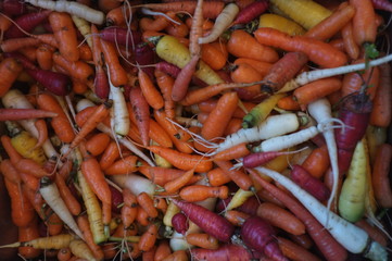 fresh carrots