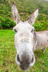 Fototapeta premium Donkey during Salkantay Trekking in Peru, South America