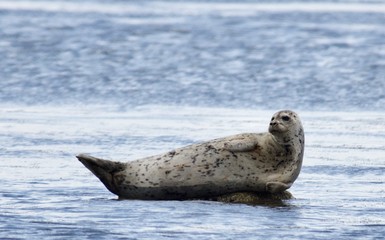 california sea lion