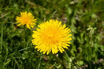 Closeup view of a dandelion flower 