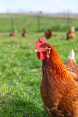 Layer hens enjoying the outdoors. Shot on a sustainable, organic farm in rural New Zealand. 
