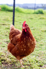 Layer hens enjoying the outdoors. Shot on a sustainable, organic farm in rural New Zealand. 