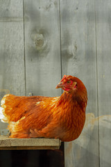 Layer hens enjoying the outdoors. Shot on a sustainable, organic farm in rural New Zealand. 