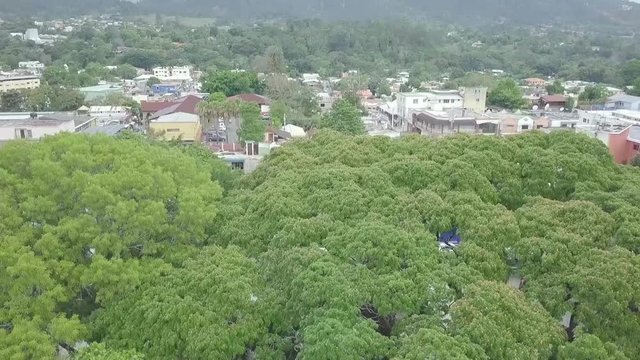 drone footage ascending behind trees and slowly revealing the urban landscape of the tropical town of Jarabacoa in Dominican Republic.Samanea Saman tree