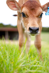 A young calf surrounded by lush green pastures. A scene from an organic beef and dairy farm in rural New Zealand. 