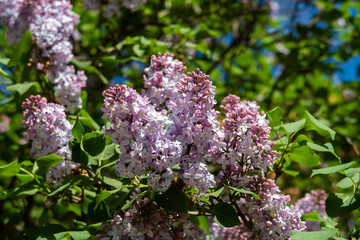 Close-up view of a branch of Syringa vulgaris (common lilac)