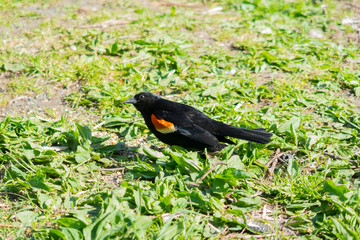 A red-winged blackbird (Agelaius phoeniceus) walking on the ground in a park, Canada