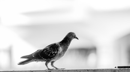 The blurry nature background of flying pigeons perched on a wall fence beside the guesthouse