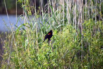 Bird on reeds