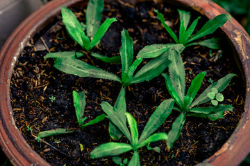 Close up background view Of the green leaves of the species planted in pots, to be propagated or sold to decorate restaurants or cafes