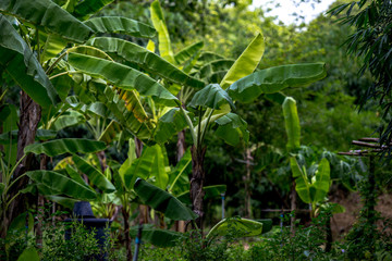 Fototapeta premium Nature background Of agricultural plant plots in the garden (bananas) is a healthy fruit, green leaves 