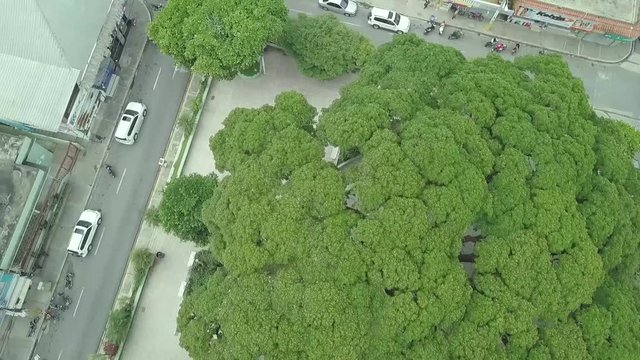 zenith drone shot above a big tree ( Samanea Saman ) canopy in middle of town houses in urban landscape of the tropical town of Jarabacoa in Dominican Republic