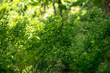 Nature background Of agricultural plant plots in the garden (bananas) is a healthy fruit, green leaves