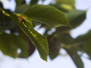 abeja en hoja de limonero