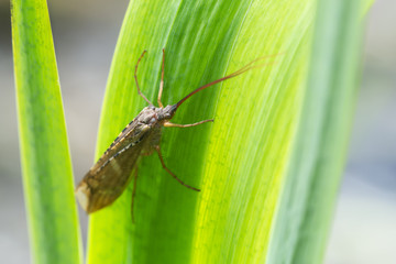 Caddisfly on leaf, this insect is often imitated for fly-fishing