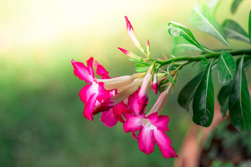 Close up background view Of bright pink flowers, planted in pots to place the faces or decorate the gardens for people to see and relax.