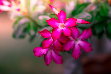 Close up background view Of bright pink flowers, planted in pots to place the faces or decorate the gardens for people to see and relax.