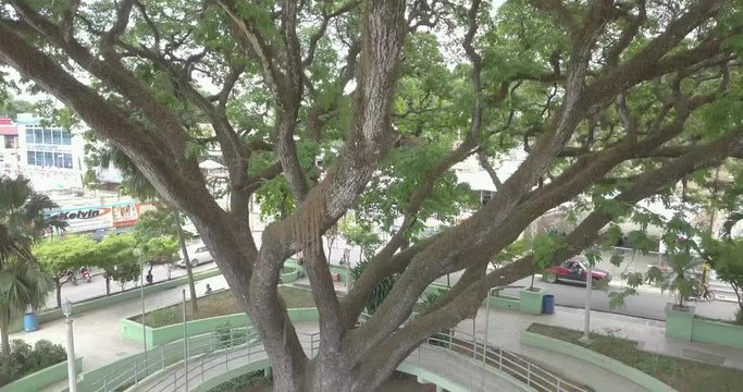 zenith drone shot above a big tree ( Samanea Saman ) canopy in middle of town houses in urban landscape of the tropical town of Jarabacoa in Dominican Republic