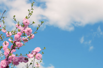 Branches of a blossoming sakura against the blue sky with clouds. Space for text. Selective focus.