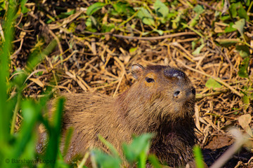 otter on the grass