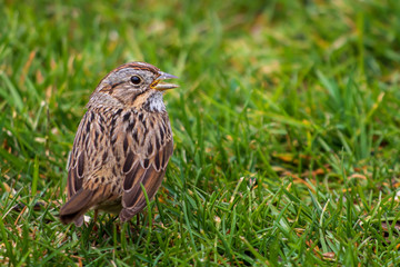 Lincoln's sparrow in the grass