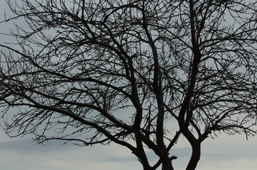 silhouette of a tree