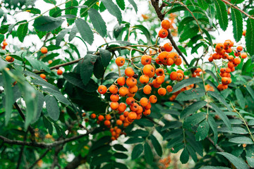 A bunch of mountain ash on a tree in summer