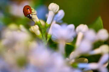 ladybug sitting on a beautiful lilac flower. low light background. lady-cow, ladybird, lady-beetle, lady-cow color