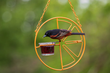 Male orchard oriole at jelly feeder