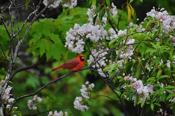 bird on a flower