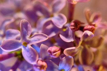lilac flowers macro on a black background color