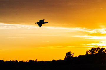 Flying bird in the sky at orange sunset in summer