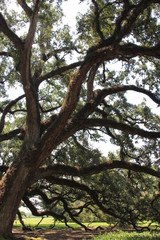 Oak tree