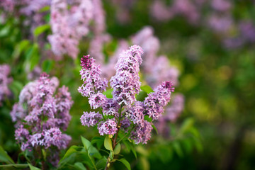 Obraz premium Bushes of blooming lilac in spring in garden.