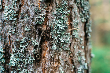 Green moss on tree bark in the forest