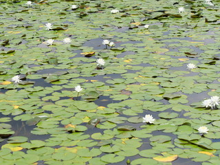 Narcissus and leaves floating on the surface of the water