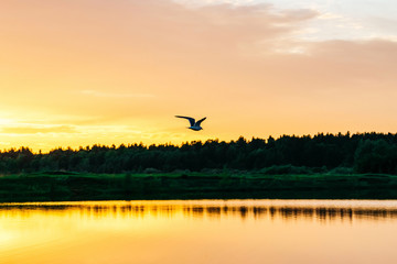 Obraz na płótnie Canvas Orange sunset on a lake with a flying bird