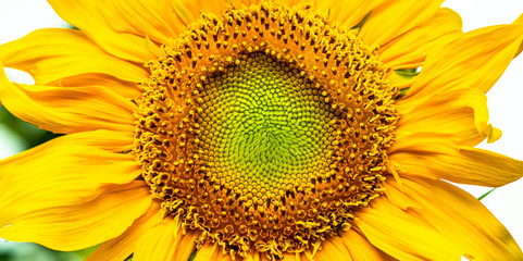 Closeup sun flower. Yellow sun flower from nature.