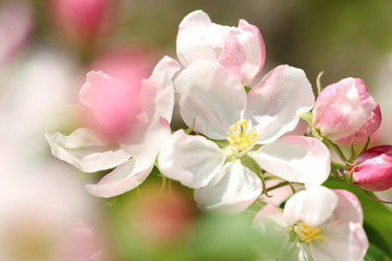 Naklejka na ściany i meble pink apple blossom