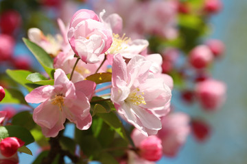 Naklejka na ściany i meble pink crabapple blossoms