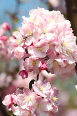 pink crabapple blossoms on blue sky background