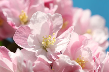 Fototapeta na wymiar pink crabapple blossoms on blue sky background
