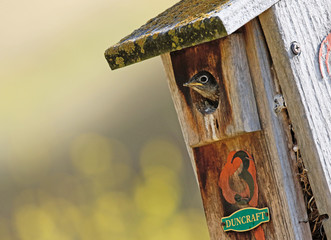 Eastern Bluebird