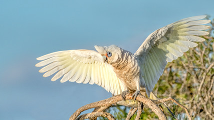 Little Corella With Wings Outstretched