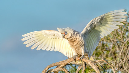 Little Corella With Wings Outstretched © David_Steele