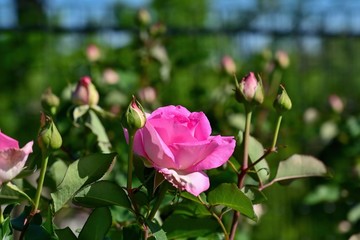 光を浴びて輝く満開のピンクのバラ