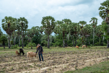 Rural farm in Songkhla province in the South of Thailand.