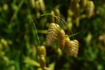 小判草　群生　クローズアップ