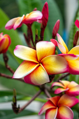 Fangipani flower