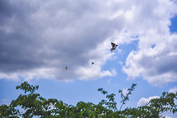 青空とツバメ